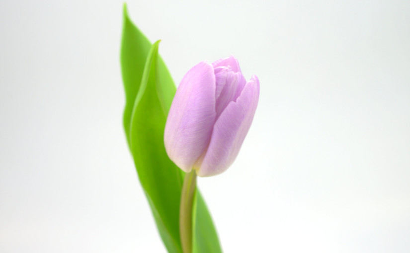 Single Pale Purple Tulip